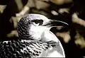 Red-tailed tropicbird