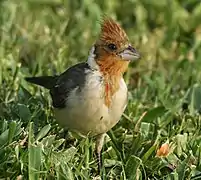 Juvenile - Kapiolani Park - Oahu, Hawaii