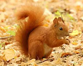 Red squirrel