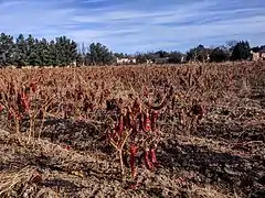 New Mexico chiles dried on the plant in Mesilla, New Mexico