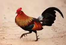 Male red junglefowl walking across forest floor