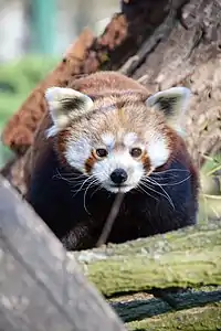 Red panda