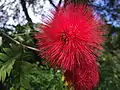 Detail of Calliandra haematocephala flower