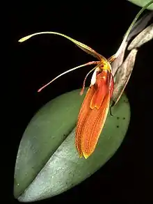 Restrepia cuprea