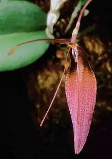 Restrepia dodsonii