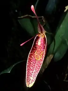 Restrepia roseola