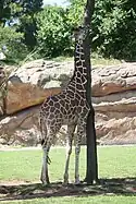 Giraffe