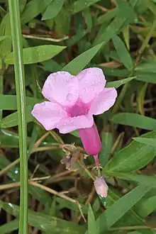 Rhabdadenia madida