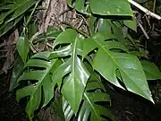 various forms of leaves in different sizes