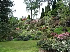 Rhododendron in bloom