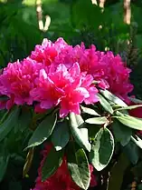 Rhododendron