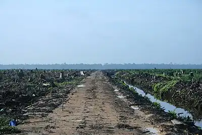  A view of deforested land