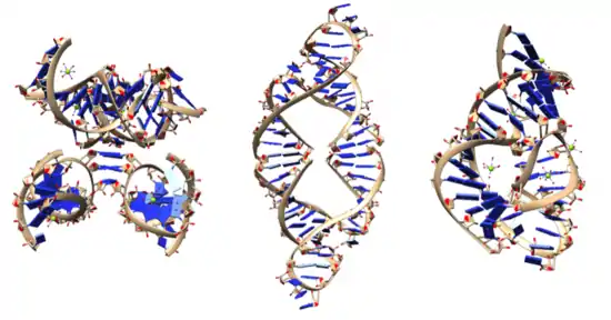 Ribozyme structure pictures