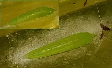 Pupa