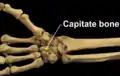 Right hand anterior view (palmar view). Thumb on top.