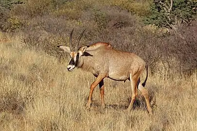 Antelope