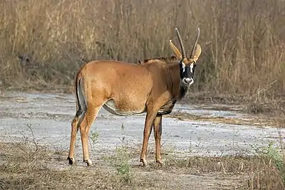 Roan antelope (Hippotragus equinus koba)