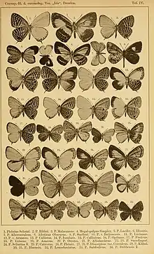 J. c. aruanus male (figure 12), J. cyta nemea as callinicus (Röber, 1886) (male figure 15), J. cyta  optimus (Röber, 1886) (male figure 16), J. cyta  optimus (Röber, 1886) as griseus  (male figure 18)