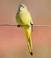  A yellowish parrot sitting on a horizontal piece of wire