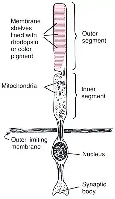 Anatomy of a Rod CellHuman Physiology and Mechanisms of Disease by Arthur C. Guyton (1992) .mw-parser-output cite.citation{font-style:inherit;word-wrap:break-word}.mw-parser-output .citation q{quotes:"\"""\"""'""'"}.mw-parser-output .citation:target{background-color:rgba(0,127,255,0.133)}.mw-parser-output .id-lock-free a,.mw-parser-output .citation .cs1-lock-free a{background:url("//upload.wikimedia.org/wikipedia/commons/6/65/Lock-green.svg")right 0.1em center/9px no-repeat}.mw-parser-output .id-lock-limited a,.mw-parser-output .id-lock-registration a,.mw-parser-output .citation .cs1-lock-limited a,.mw-parser-output .citation .cs1-lock-registration a{background:url("//upload.wikimedia.org/wikipedia/commons/d/d6/Lock-gray-alt-2.svg")right 0.1em center/9px no-repeat}.mw-parser-output .id-lock-subscription a,.mw-parser-output .citation .cs1-lock-subscription a{background:url("//upload.wikimedia.org/wikipedia/commons/a/aa/Lock-red-alt-2.svg")right 0.1em center/9px no-repeat}.mw-parser-output .cs1-ws-icon a{background:url("//upload.wikimedia.org/wikipedia/commons/4/4c/Wikisource-logo.svg")right 0.1em center/12px no-repeat}.mw-parser-output .cs1-code{color:inherit;background:inherit;border:none;padding:inherit}.mw-parser-output .cs1-hidden-error{display:none;color:#d33}.mw-parser-output .cs1-visible-error{color:#d33}.mw-parser-output .cs1-maint{display:none;color:#3a3;margin-left:0.3em}.mw-parser-output .cs1-format{font-size:95%}.mw-parser-output .cs1-kern-left{padding-left:0.2em}.mw-parser-output .cs1-kern-right{padding-right:0.2em}.mw-parser-output .citation .mw-selflink{font-weight:inherit}ISBN 0-7216-3299-8 p. 373