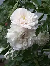 'White Dorothy', 1908