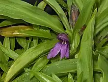 Roscoea kunmingensis S.Q.Tong