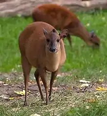 Brown bovid