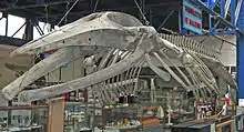 A rorqual skeleton with the jaw split into two