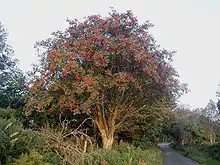 Image 17Rowan tree in Wicklow, Ireland (from List of trees of Great Britain and Ireland)