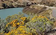 A plant in bloom along a river and trail