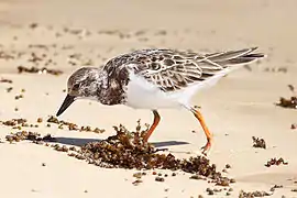 on Floreana Island, Galapagos Islands