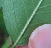 Rusty hairs on the leaf underside are a diagnostic characteristic of this species