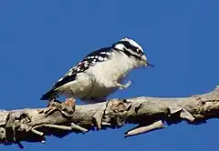 An adult female walking in Saskatoon, Saskatchewan