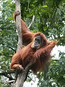 Sumatran orangutan