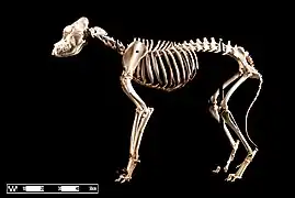 St. Bernard skeleton