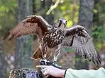 Captive, Carolina Raptor Center