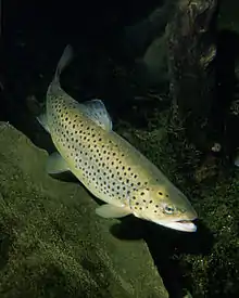 Brown trout