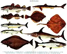 Display of about ten well-known saltwater fish