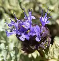 Salvia dorii var. clokeyi, about 8,600 feet (2,600 m)