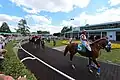 Horses parading in the paddock