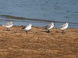 Sanderling, Calidris alba