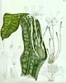 Botanical illustration