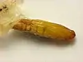 Pupa