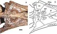 Photo and diagram showing the palate of the gorgonopsian Sauroctonus