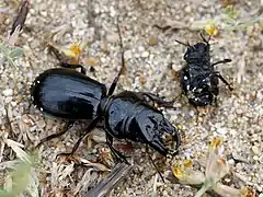 Scarites buparius with Pimelia bipunctata prey