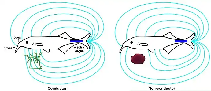 For the elephantfish, the electric organ in the tail (blue) generates an electric field (cyan). This is sensed by electroreceptors in the skin, including two electric pits (foveas) to actively search and inspect objects. Shown are the field distortions created by two different types of objects: a plant that conducts better than water (green) and a non-conducting stone (brown).