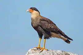 An adult crested caracara perched on a rock