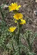 Scolymus grandiflorus