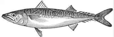 Atlantic mackerel