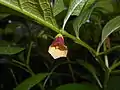 Flower and leaves viewed from beneath, UMCS Botanical Garden in Lublin Poland